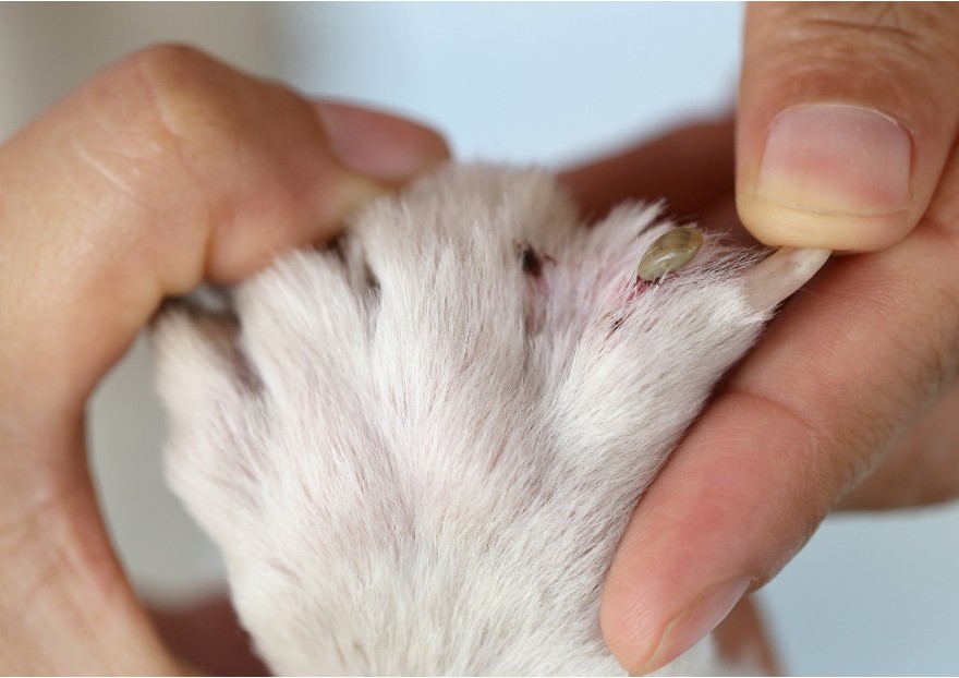 La piroplasmose canine
